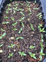 hop seedlings zex.JPG