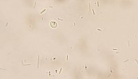 12cell.jpg 12cell.jpg