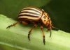 potato beetle.jpg