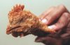 chicken_nugget.jpg