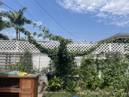 IMG_0016.jpeg