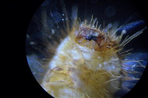 100_9156.JPG