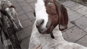 eyeroll-goat.gif