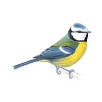 Bluetit.png
