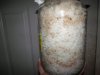 Rice wine day 0_800x600.jpg