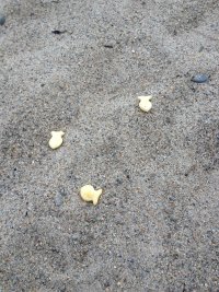 IMG_1016.jpeg