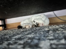 IMG_2331.jpeg