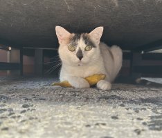 IMG_8715.jpeg