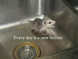 IMG_1501.jpeg