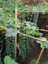 hopflowers4.jpg
