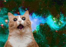 cat-psychedelic.gif