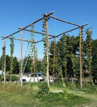 Hop Yard.jpg
