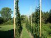 hop rows 8-7.jpg