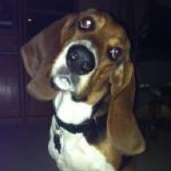 BassetBrew