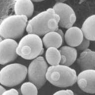 iYeast