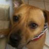 BrownDog