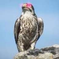 Laser_Falcon