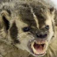 angrybadger