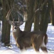 WVWildman