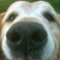 jackdog