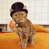 TopHatCat