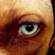catahoulamom