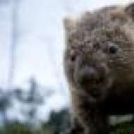 DirtyWombat
