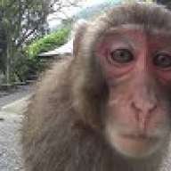 MonkeyMountain