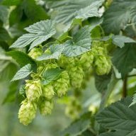 unboundhops