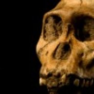 adamensis