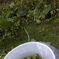 Beschwipstmeister