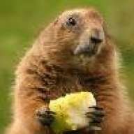 MaltyMarmot