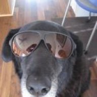 ulfdog