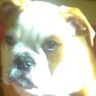 bigbully