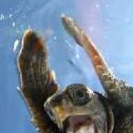 AkwardTurtle