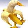 BananaDuck