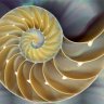 Fibonacci_01123581321