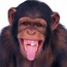 MonkeyArms