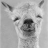 OmahaBeerAlpaca