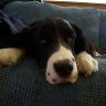 Dave_E