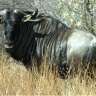 Wildebeest