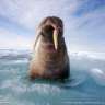 walrusbt