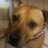 BrownDog