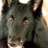 shutzhund