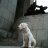Hoppy_Brother