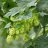 unboundhops