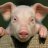 Pig Farmer
