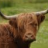 Highlander Rik