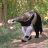 anteater1