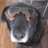 ulfdog